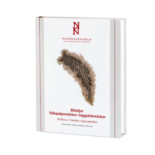 Blötdjur: Sidopalpssnäckor – taggsäcksnäckor. Mollusca: Cimidae–Asperspinidae (inbunden)