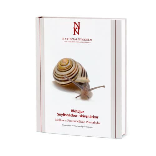 Blötdjur: Snyltsnäckor–skivsnäckor. Mollusca: Pyramidellidae–Planorbidae (inbunden)