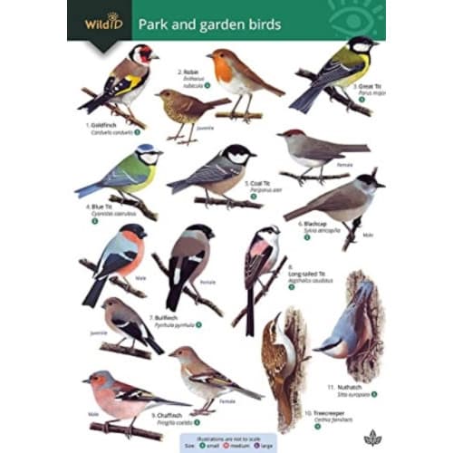 Park and garden birds (häftad, eng)
