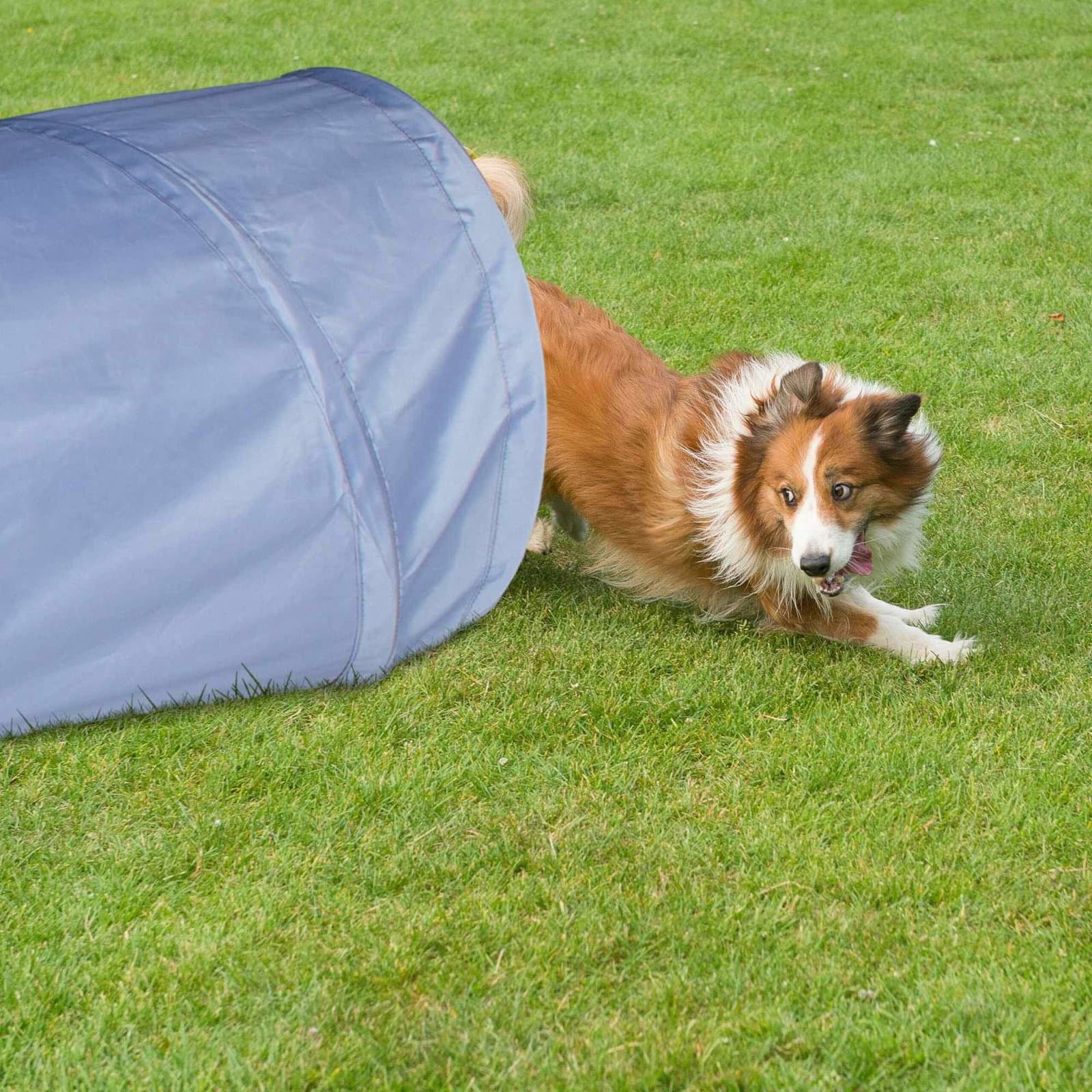 Hundtunnel agility 2m view 2
