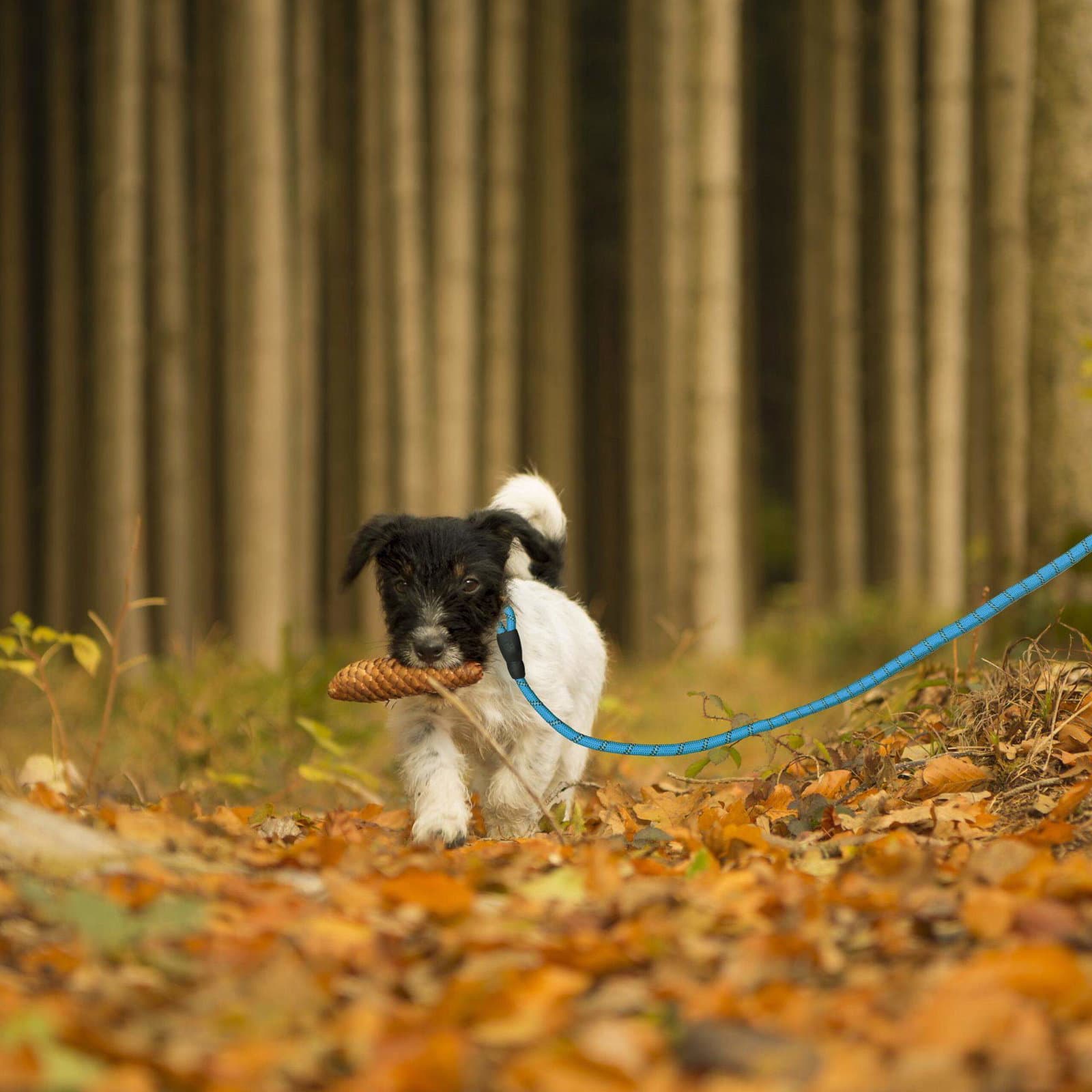 Vadderat hundkoppel blått 150 cm view 2