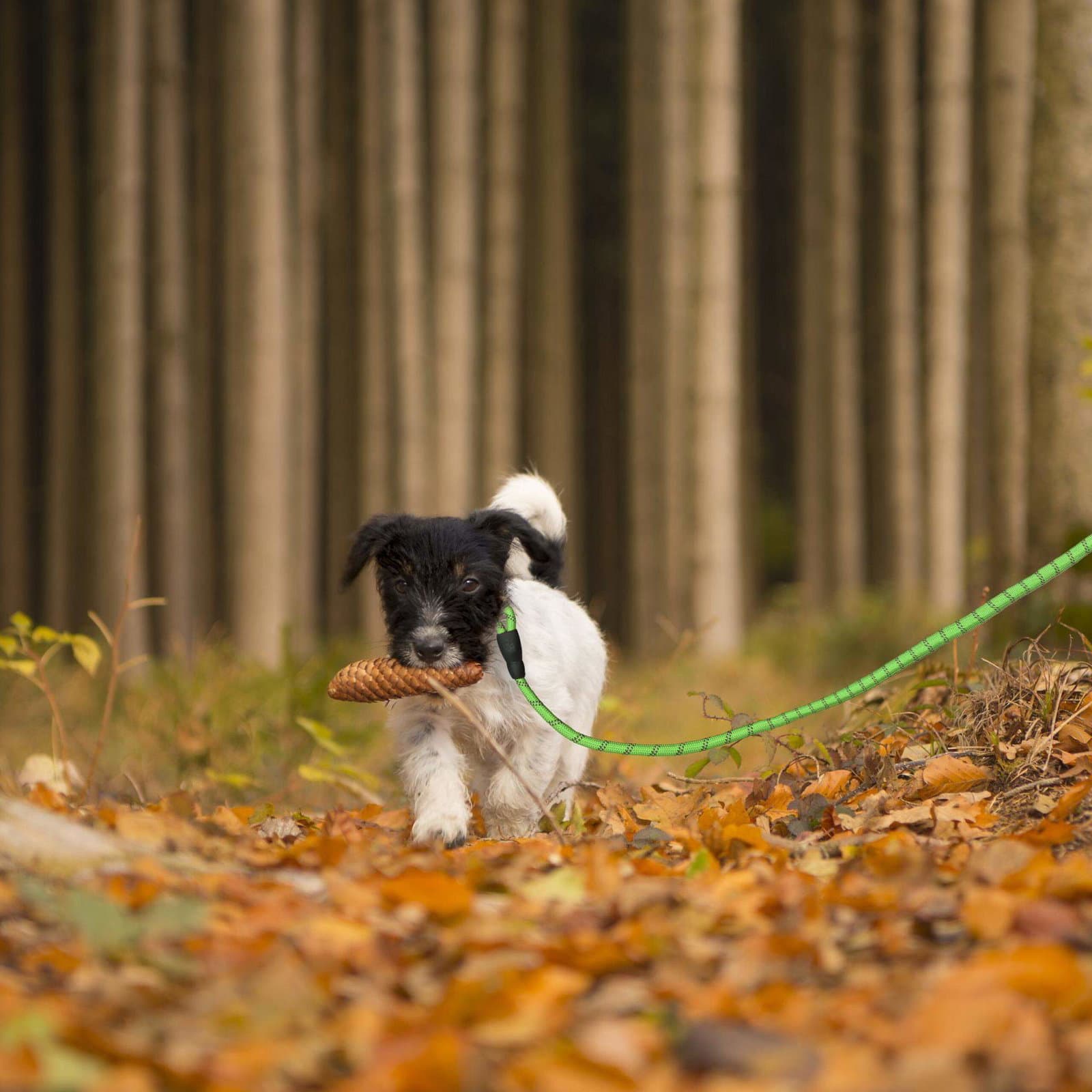Vadderat hundkoppel grönt 150 cm view 2