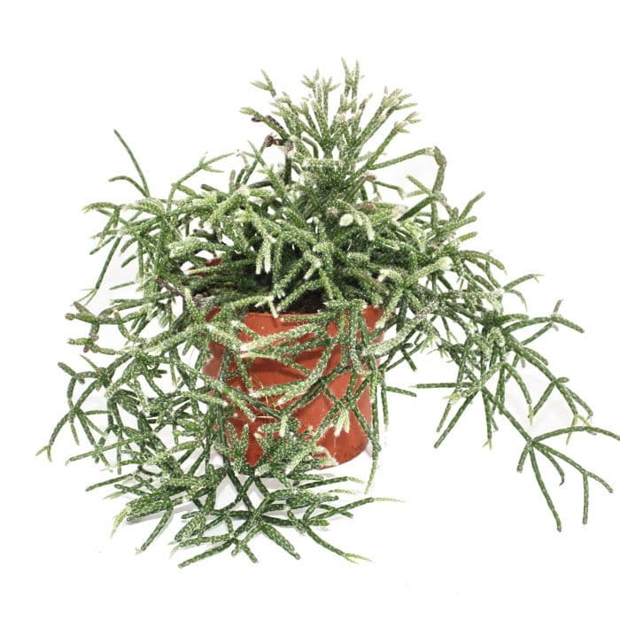 Rhipsalis pilocarpa - korallkaktus - i 12 cm kruka