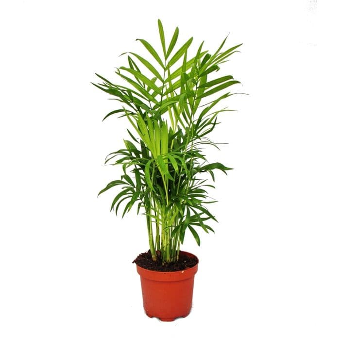 Chamaedorea elegans - inomhuspalm - bergspalm 12cm kruka