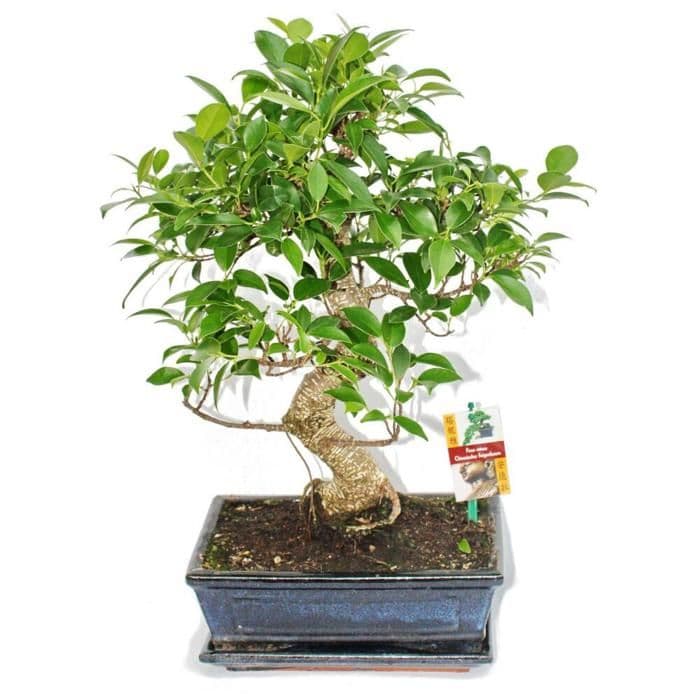 Bonsai Kinesisk fikonträd - Ficus retusa - ca. 10 år