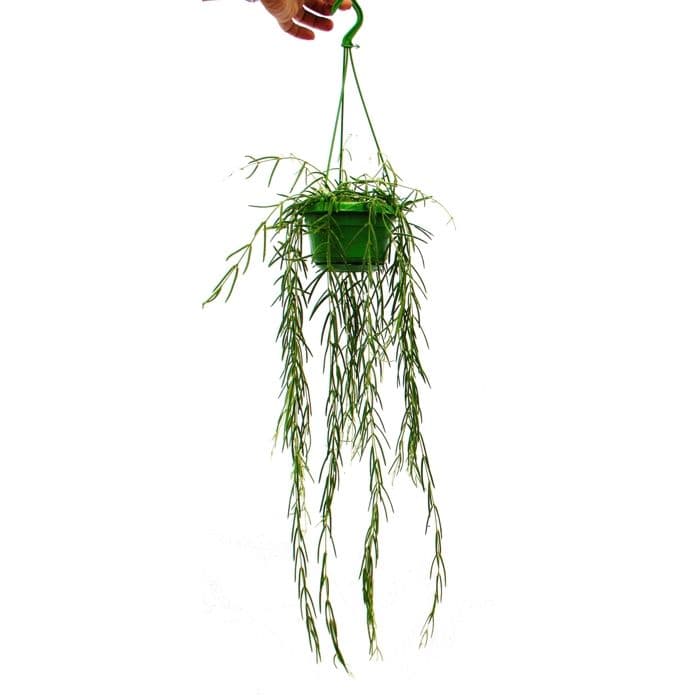 Inomhusväxt att hänga - Hoya linearis - Vaxblomma 12cm trefärgad‌