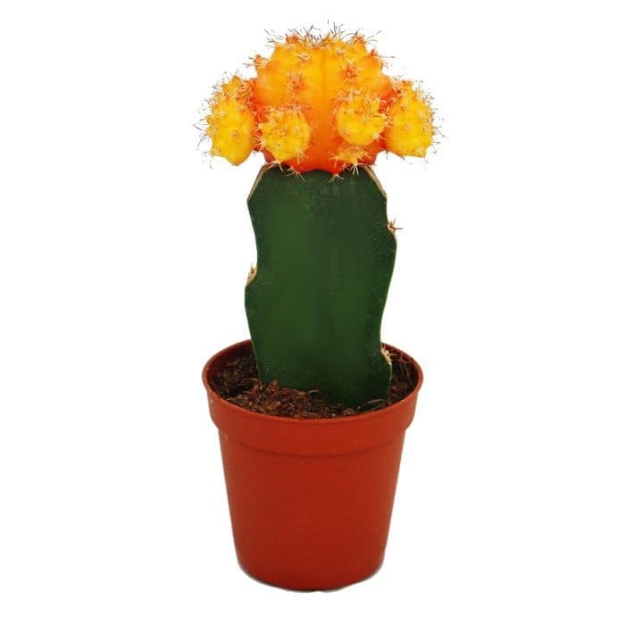 Gymnocalycium mihanovichii - jordgubbskaktus - orange - kruka på 5,5 cm