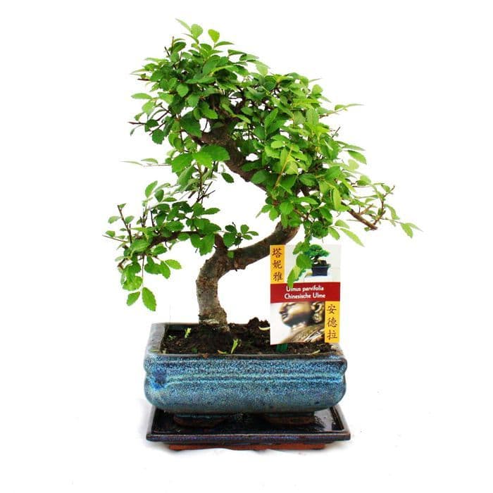 Kinesisk bonsai - Ulmus parviflora - ca. 6 år