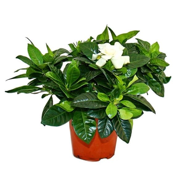 Gardenia - Doftande blommande växt med krämvita blommor, 12cm kruka