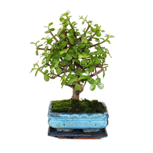 Bonsai - Portulacaria afra - Jadeträd - Afrikansk elefantträd - ca 4-5 år - sfärisk form