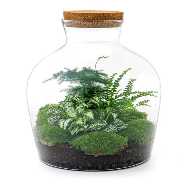 Flaskträdgård "Fat Joe" - grön - Gör-det-själv - Terrarium för växter - höjd 30cm