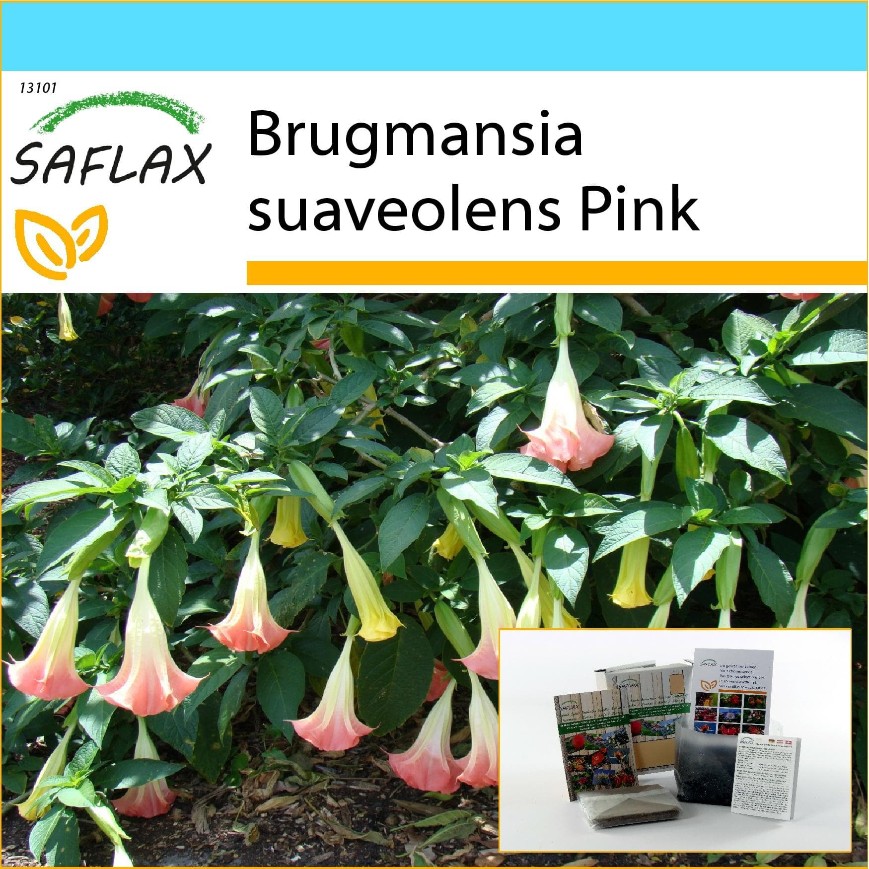 SAFLAX - Presentset - Angel's Trumpet Pink - 10 frön - Med presentask, kort, etikett och kruksubstrat - Brugmansia suaveolens Pink
