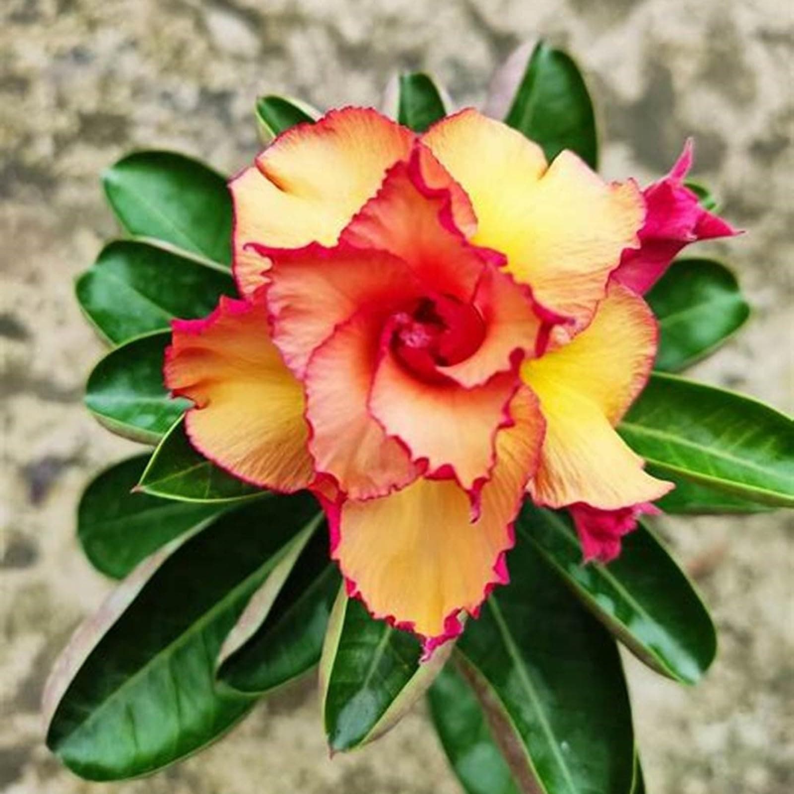 5 FRÖN AV ADENIUM OBESUM  Lady  Ökenros - FÄRSKA FRÖN