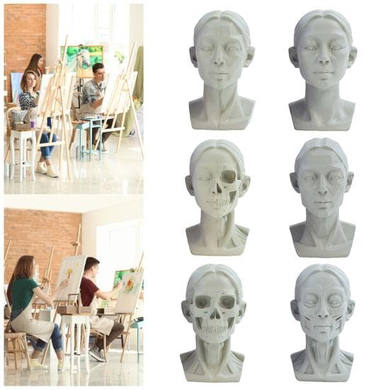 Generisk planärt huvudmodell för teckning Resin Skulptur av skalle med detaljerad muskelstruktur Konststudieverktyg för skissning Anatomiinlärning