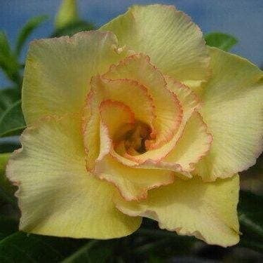 5 frön av ADENIUM OBESUM  maithong  Ökenros  färska frön