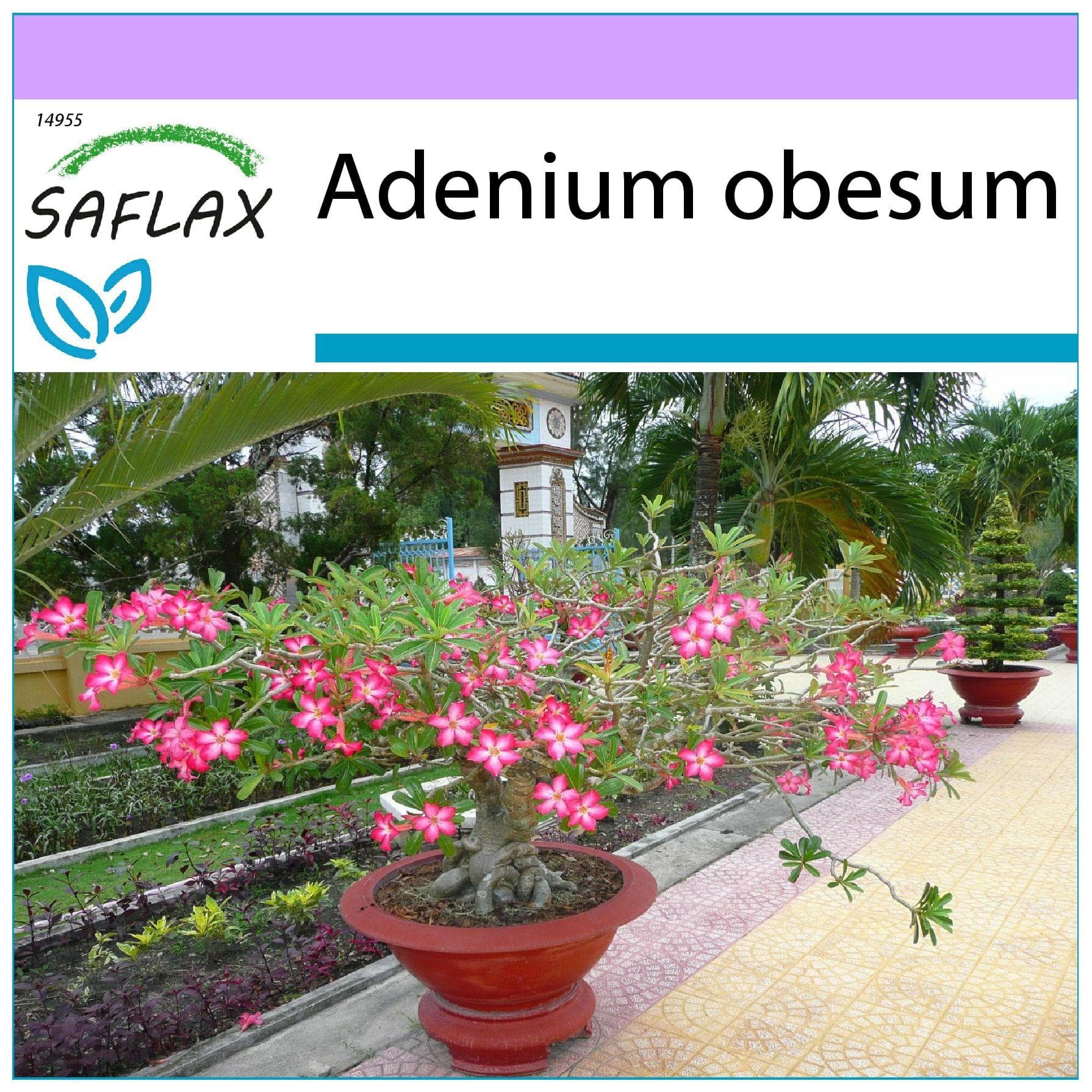SAFLAX - Bonsai - Desert Rose - 8 frön - Adenium obesum
