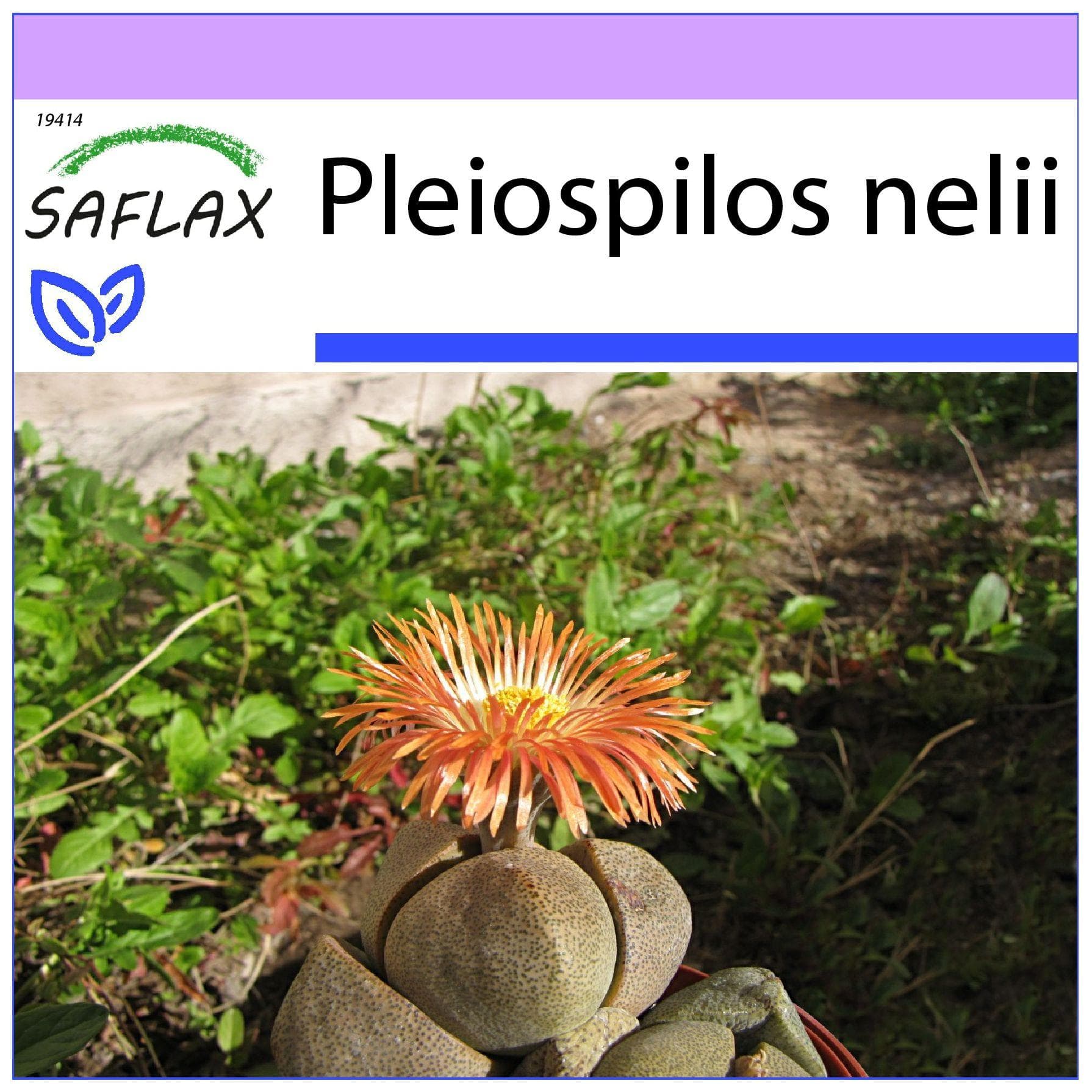 SAFLAX - Levande Granit - 40 frön - Pleiospilos nelii