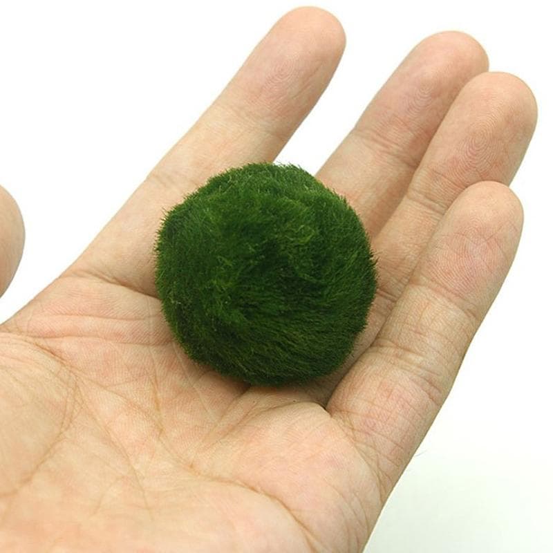 3-4 cm Marimo Moss Balls Levande Akvarieväxt Alger Fisk Räktank Ornament Simulering Gröna Alger Bollar Konstgjord växt