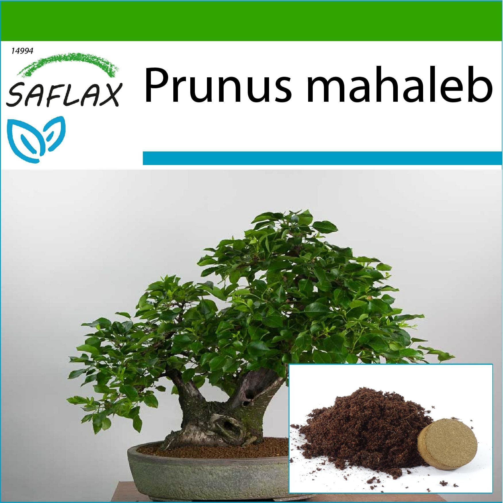SAFLAX - Bonsai - Mahaleb Körsbär - 30 frön - Med kruksubstrat för bättre odling - Prunus mahaleb