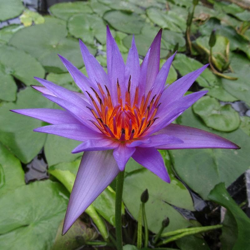 15 Näckrosfrön   CAPENSIS PURPLE  Nymphaea WATER Lily  -FÄRSKA FRÖN