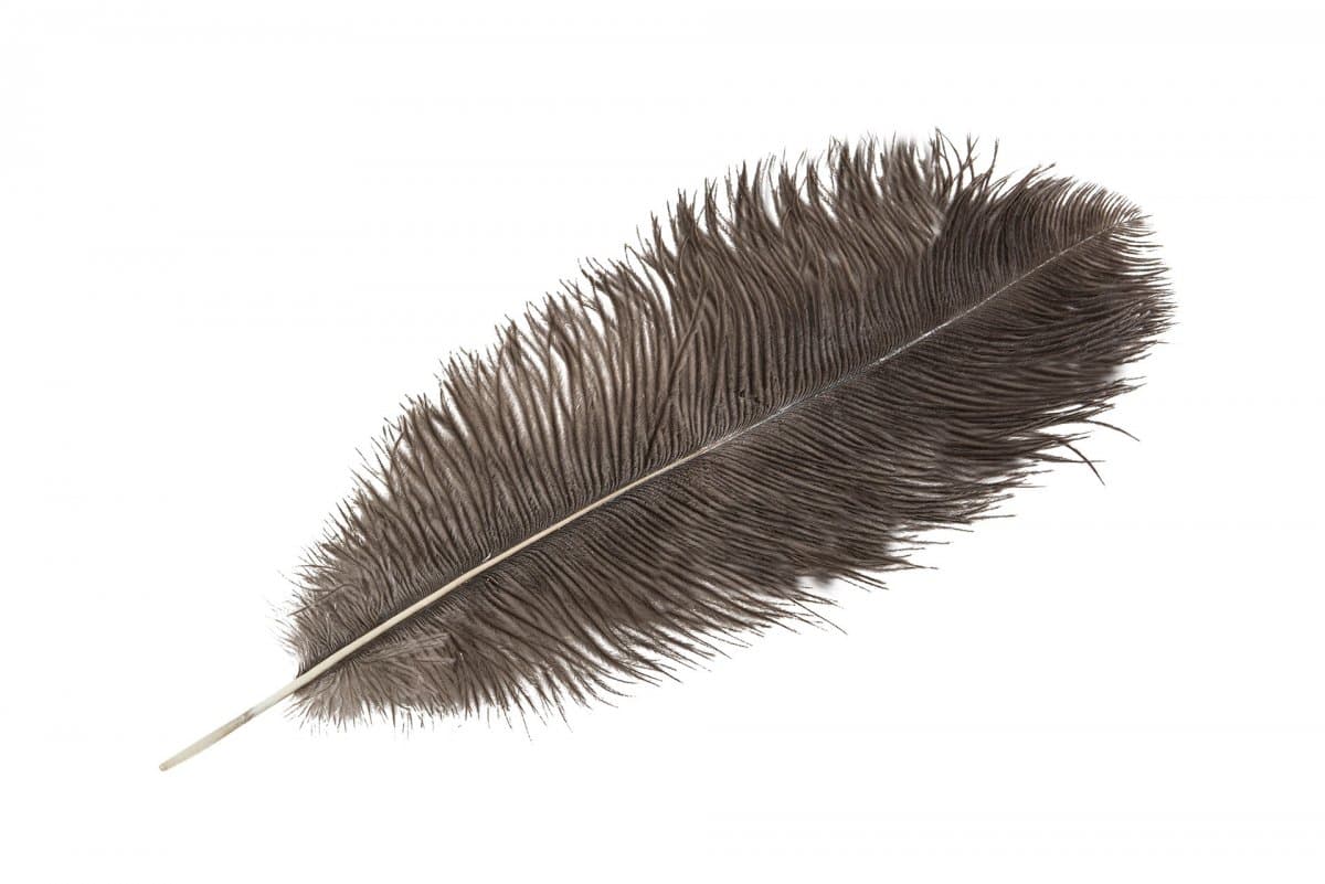 Strutsfjäder Natur 40-45cm