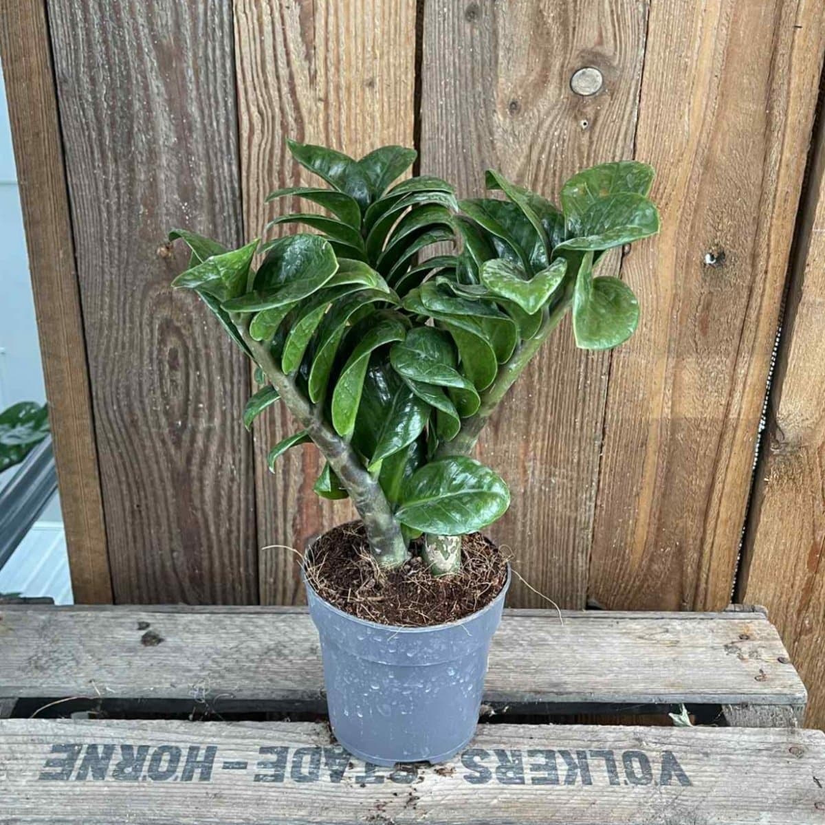Garderobsblomma - Zamioculcas zamiifolia Zenzi (Krukstorlek: 11cm)