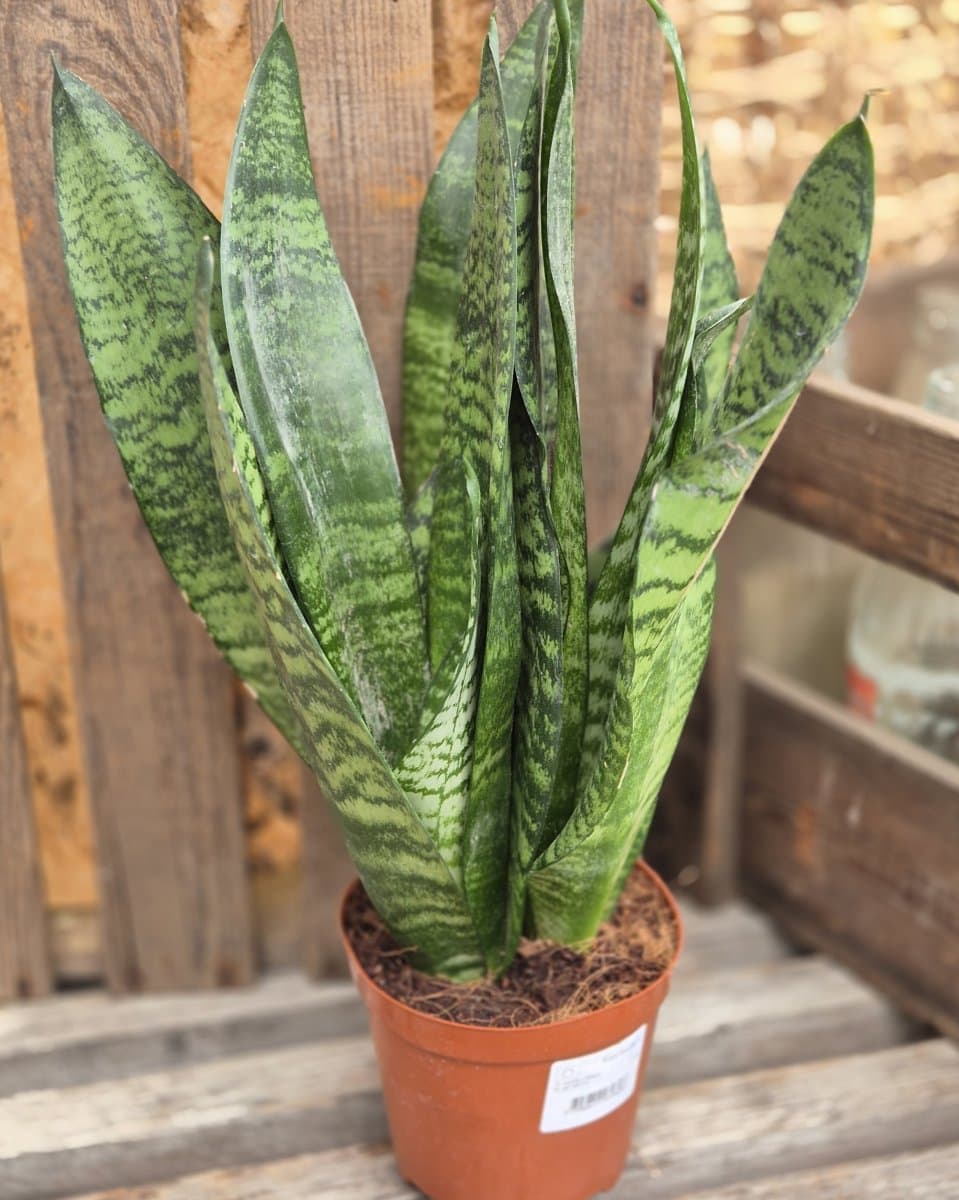 Sansevieria Zeylanica