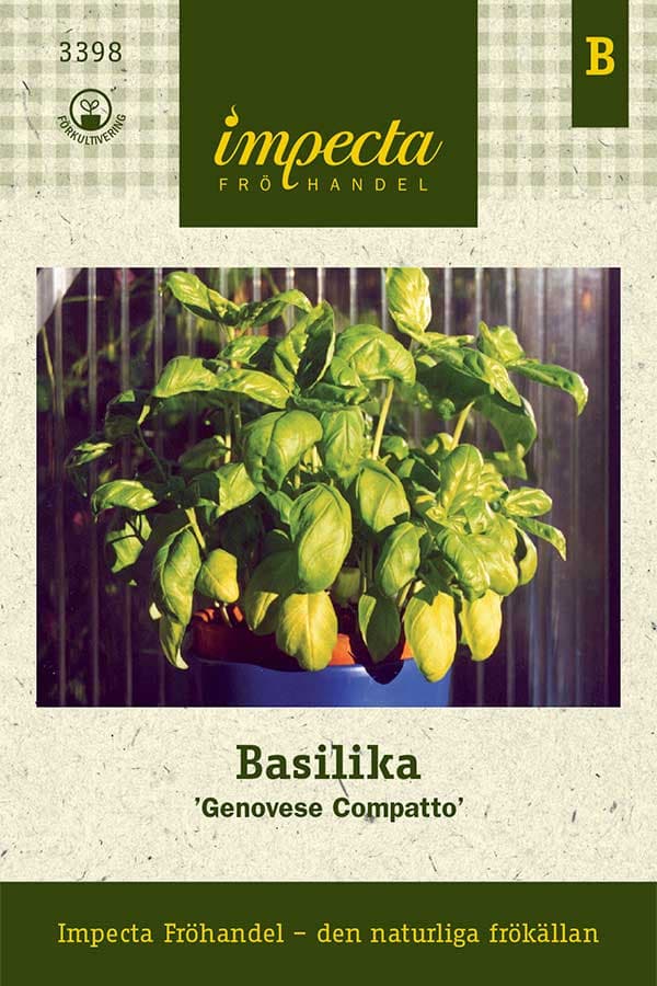 Basilika, Genovese Compatto - Ocimum basilicum Genovese Compatto