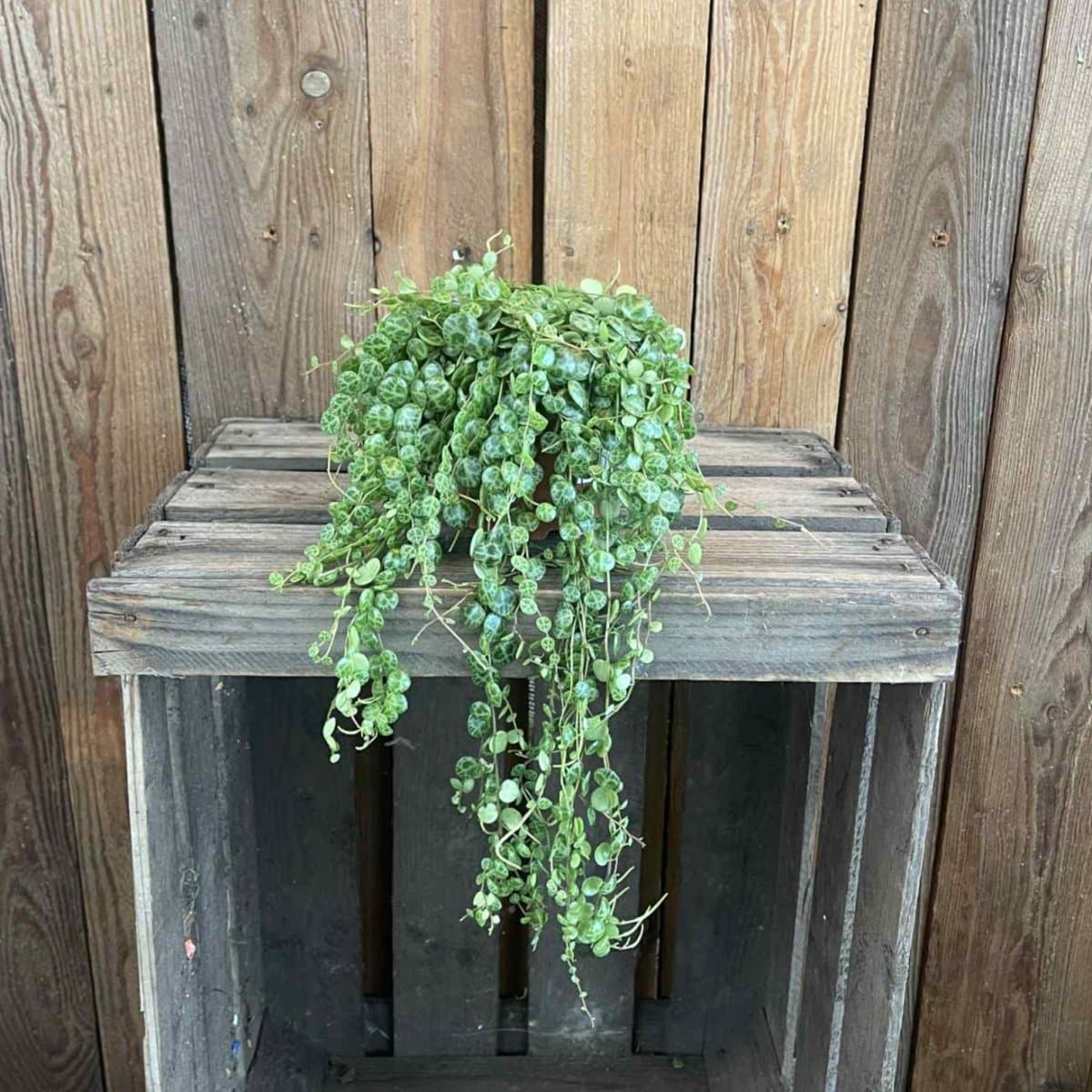 Peperomia prostrata, Ören på Snören - 11cm - Peperomia prostrata (Krukstorlek: 12cm)