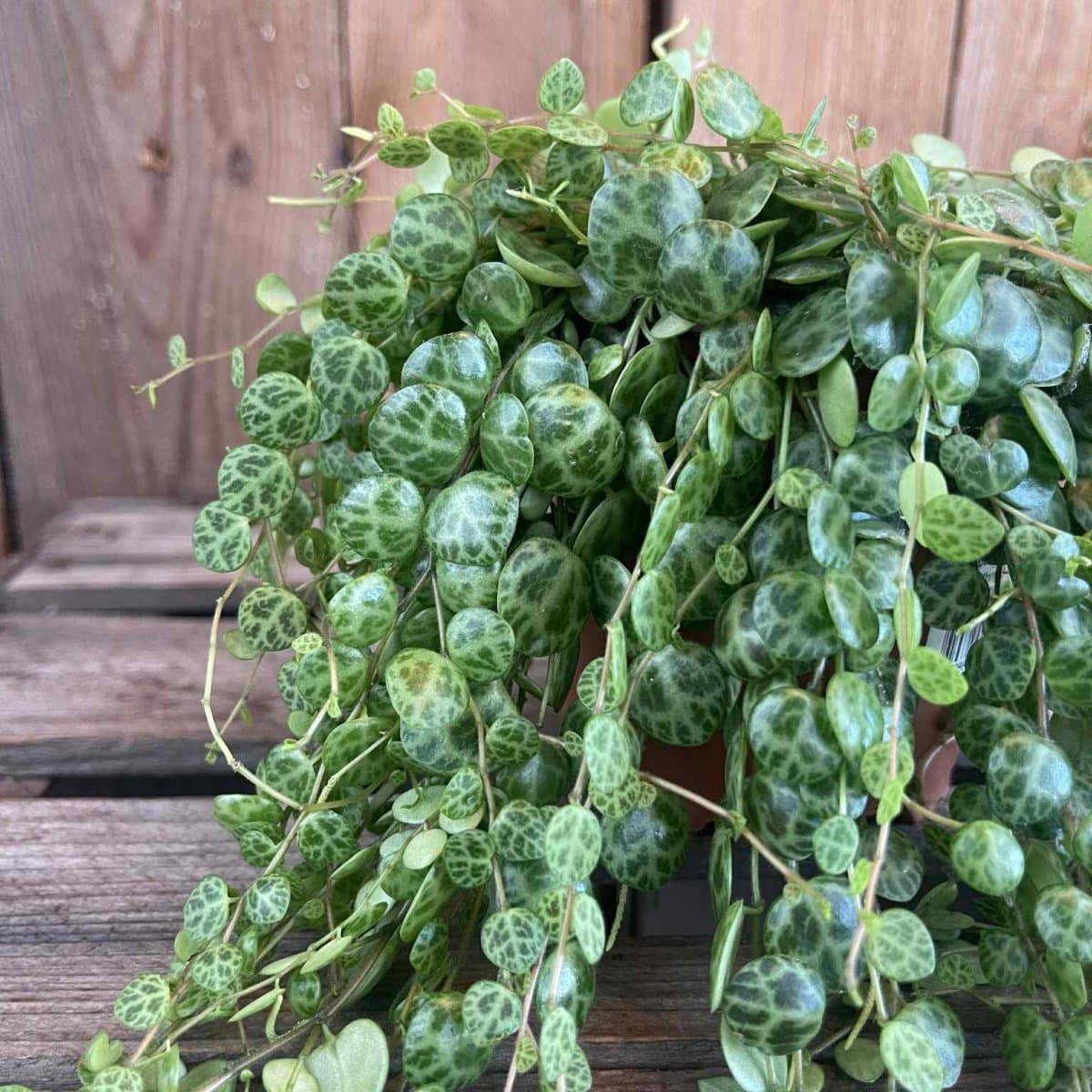 Peperomia prostrata, Ören på Snören - 11cm - Peperomia prostrata (Krukstorlek: 12cm) view 2
