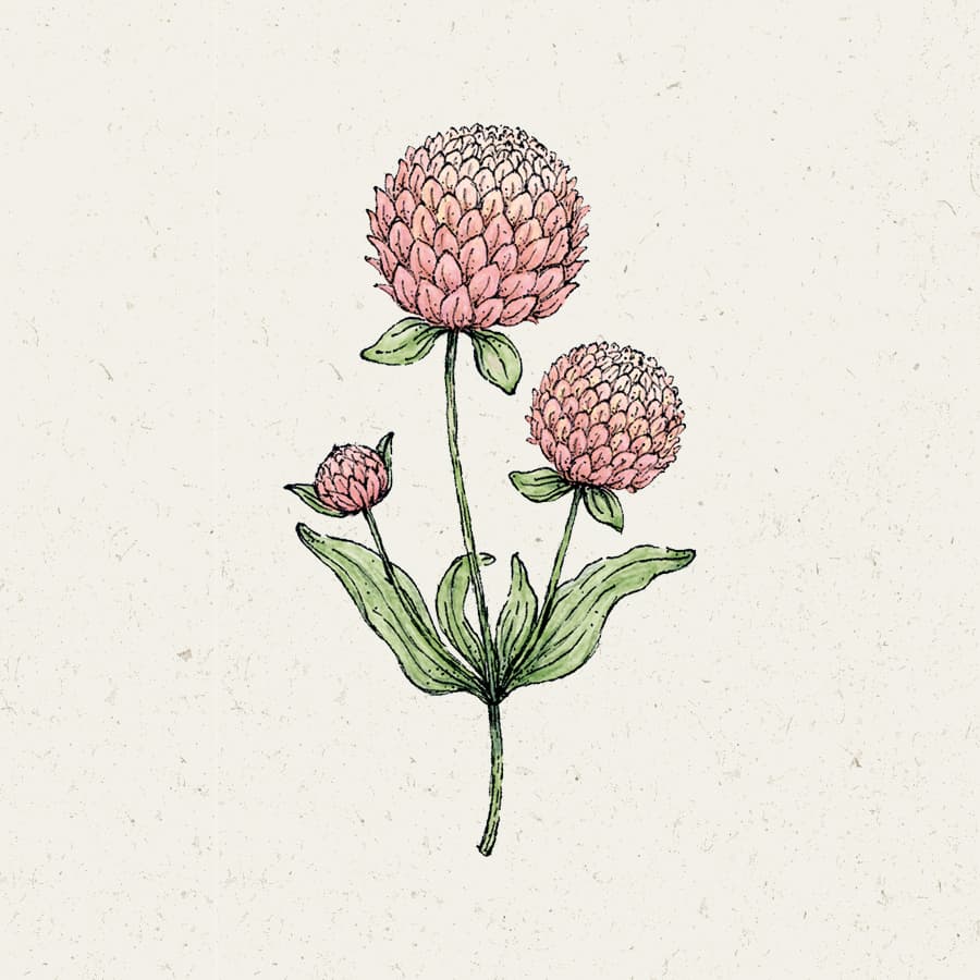 Klotamarant Salmon Pastel - Gomphrena globosa Salmon Pastel view 2