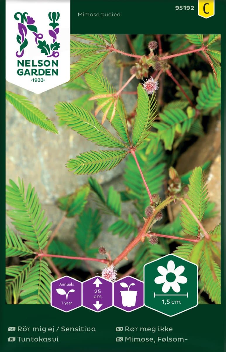 Sensitiva, Rör mig ej, Mimosa - Mimosa pudica
