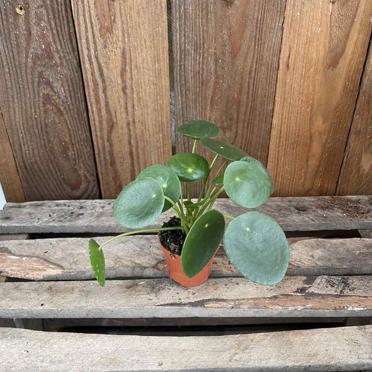 Pilea peperomioides, Elefantöra - Pilea peperomioides (Krukstorlek: 6cm)