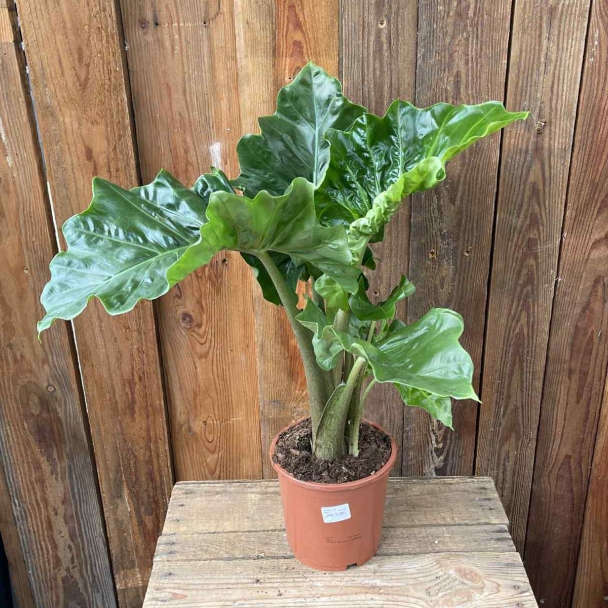 Alocasia Low Rider, Alokasia  - Alocasia Low Rider (Krukstorlek: 19cm)