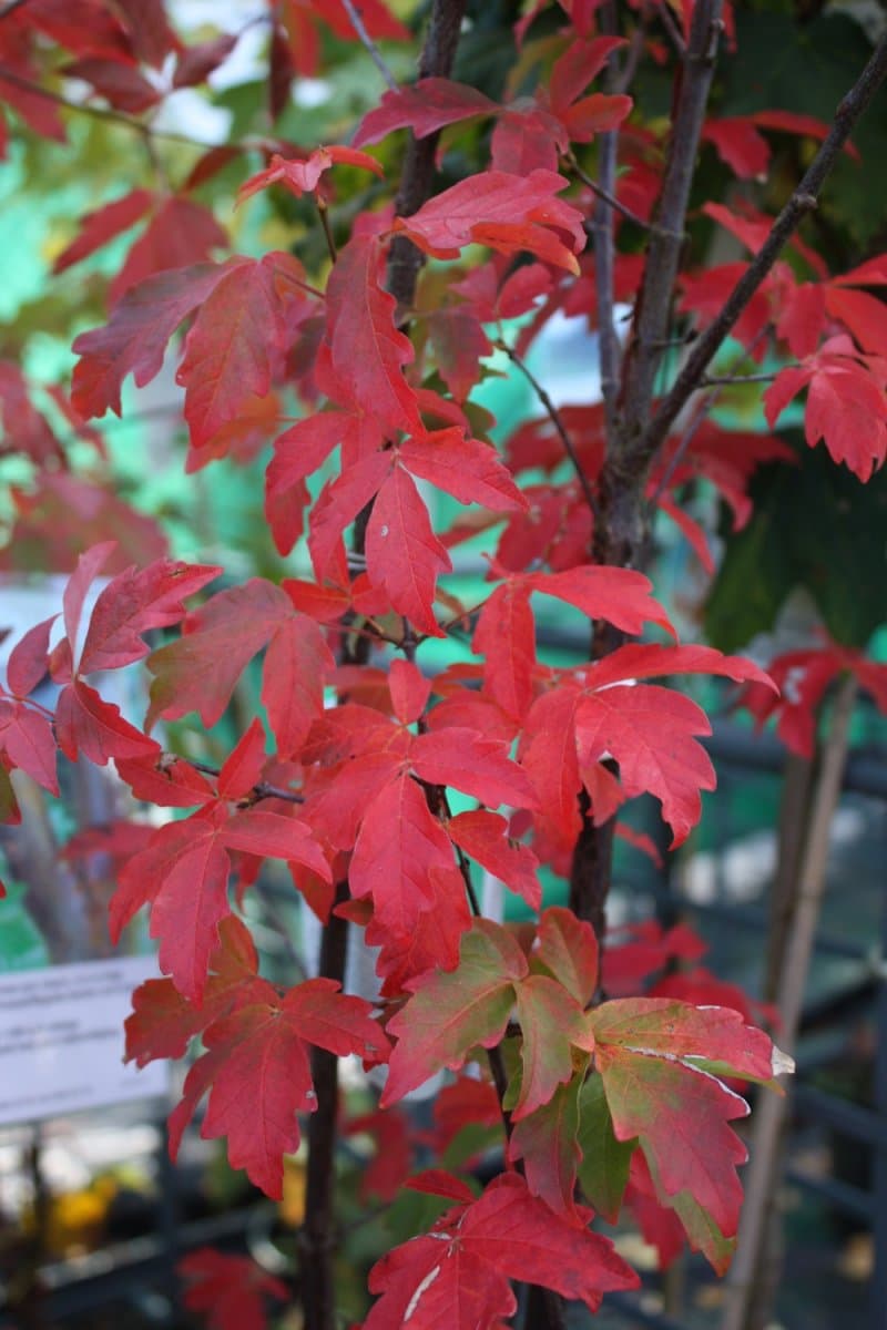 Kopparlönn - Acer griseum (Storlek: 60-80 co)