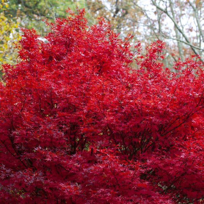 Japansk Blodlönn - Acer palmatum Skeeter´s Broom (Storlek: busk C3)