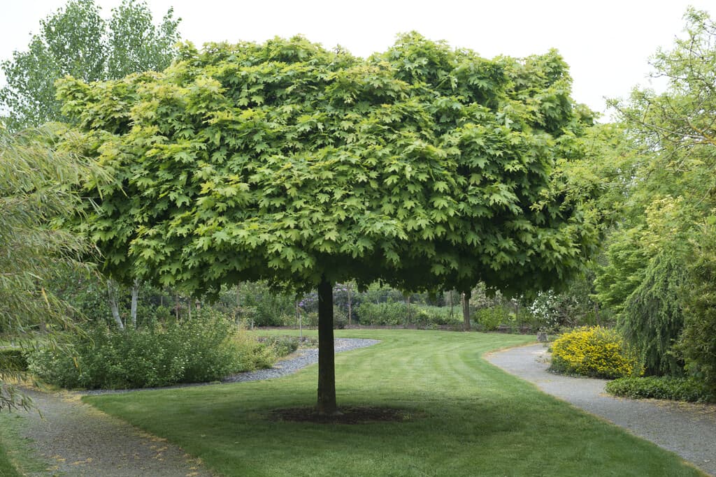 Klotlönn - Acer platanoides Globosum (Storlek: 200 stam 6-8 C15)
