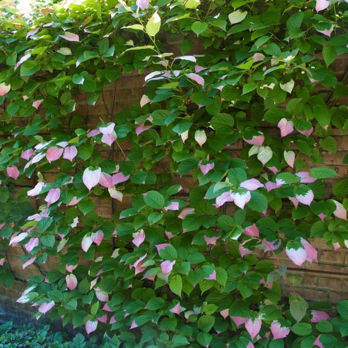 Kameleontbuske Hanplanta - Actinidia kolomikta (Storlek: co) view 2