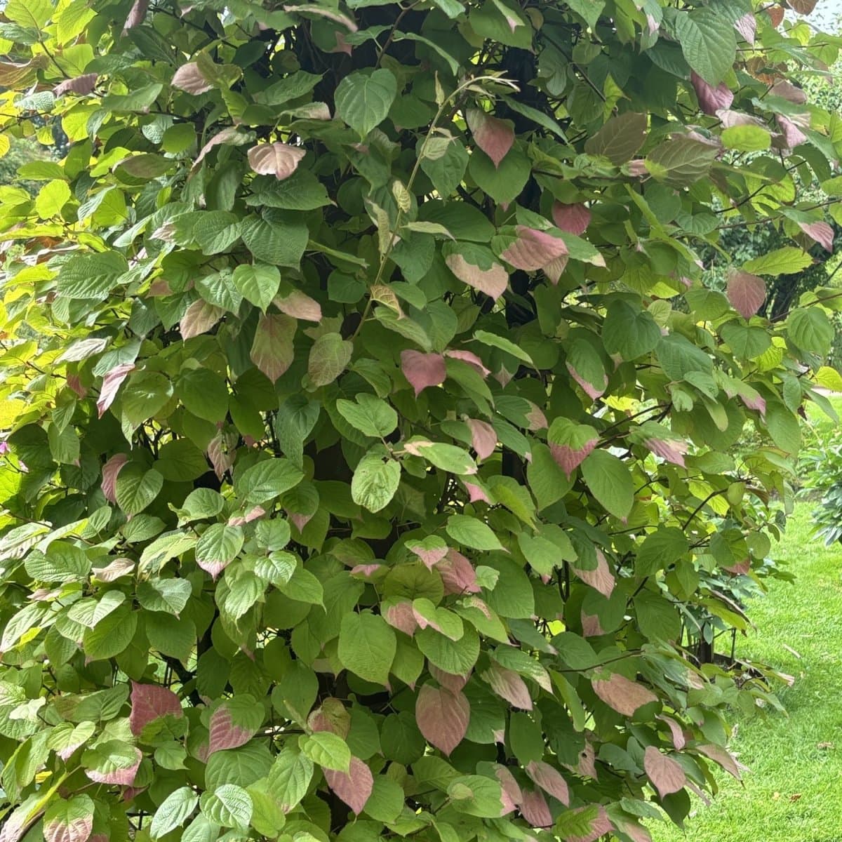 Kameleontbuske Hanplanta - Actinidia kolomikta (Storlek: co)