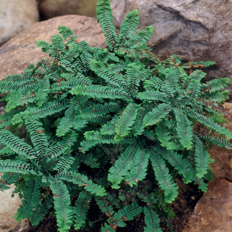 Frilandsadiantum - Adiantum aleuticum Imbricatum (Krukstorlek: 0,5-1L)