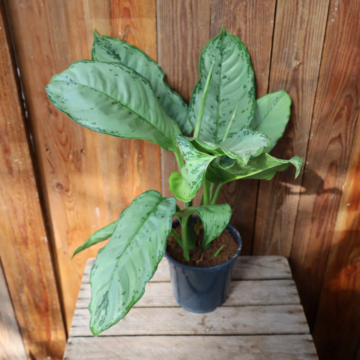Aglaonema B.J. Freedman - 17cm (Krukstorlek: 17cm)