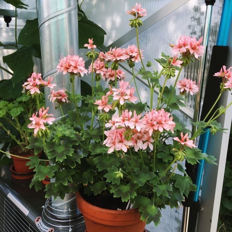 Dvärgpelargon, kruka - Pelargonium x hortorum Ansbrook Pluto view 2