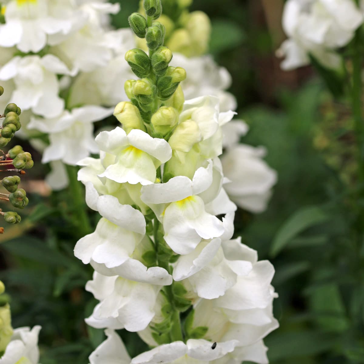 Lejongap Royal Bride - Antirrhinum majus Royal Bride