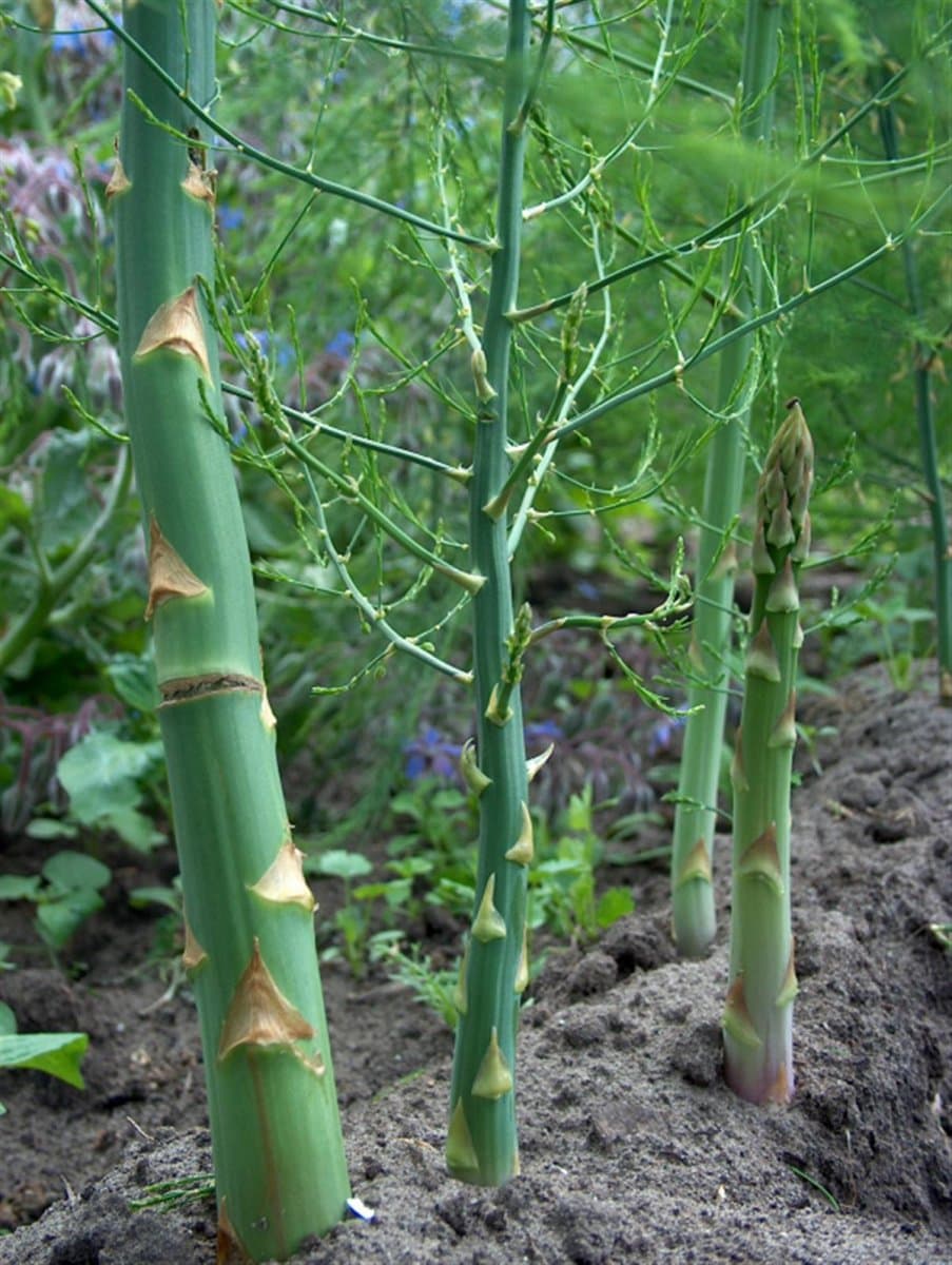 Sparris - Asparagus officinalis Gijnlim (Krukstorlek: 3,5L)