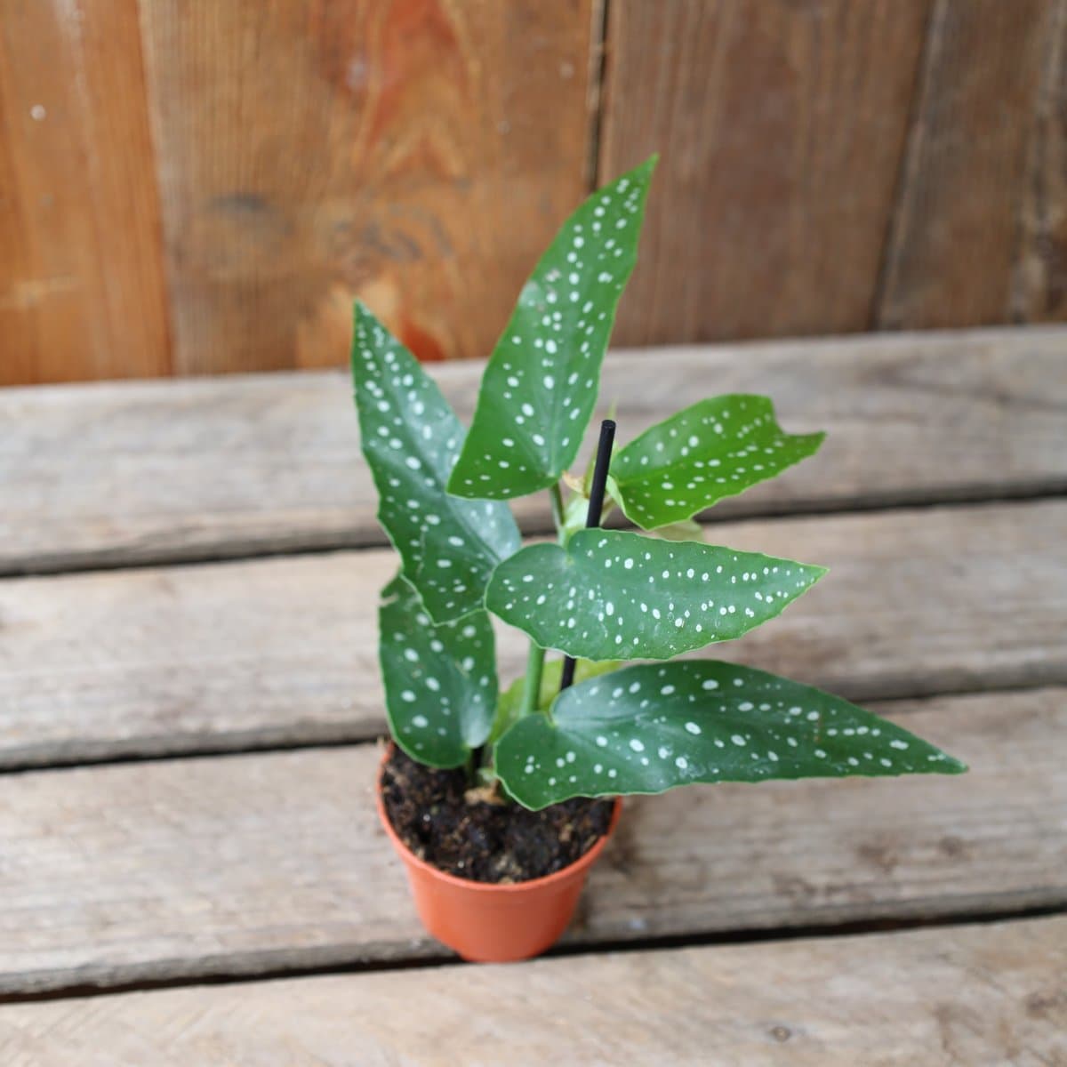 Begonia albopicta Silver, Änglavinge - 6cm (Krukstorlek: 6cm)