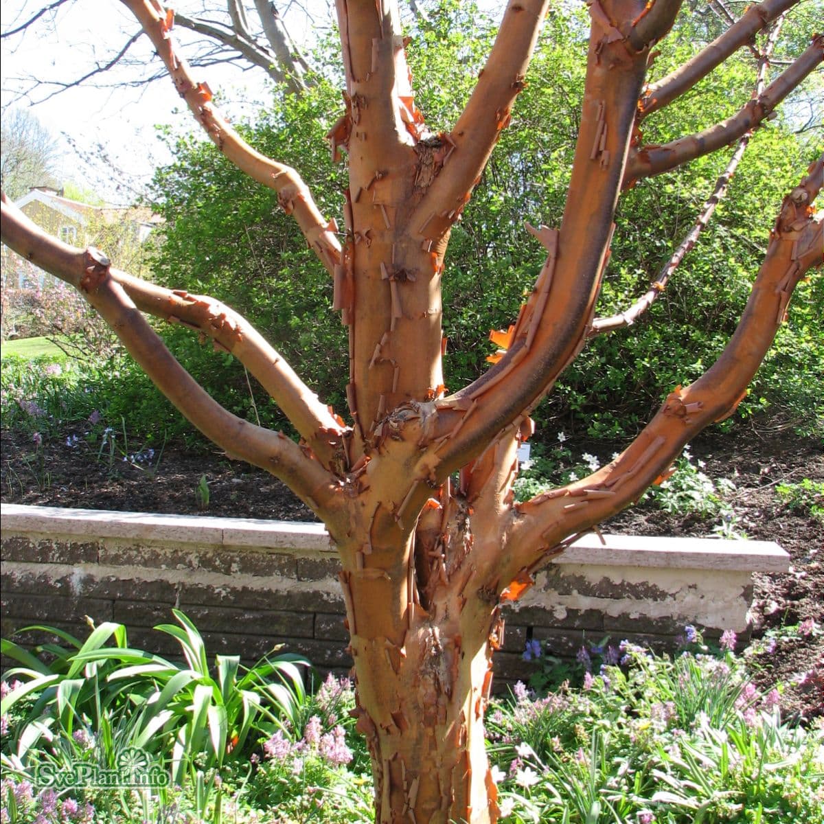 Kopparlönn - Acer griseum (Storlek: 60-80 co) view 2