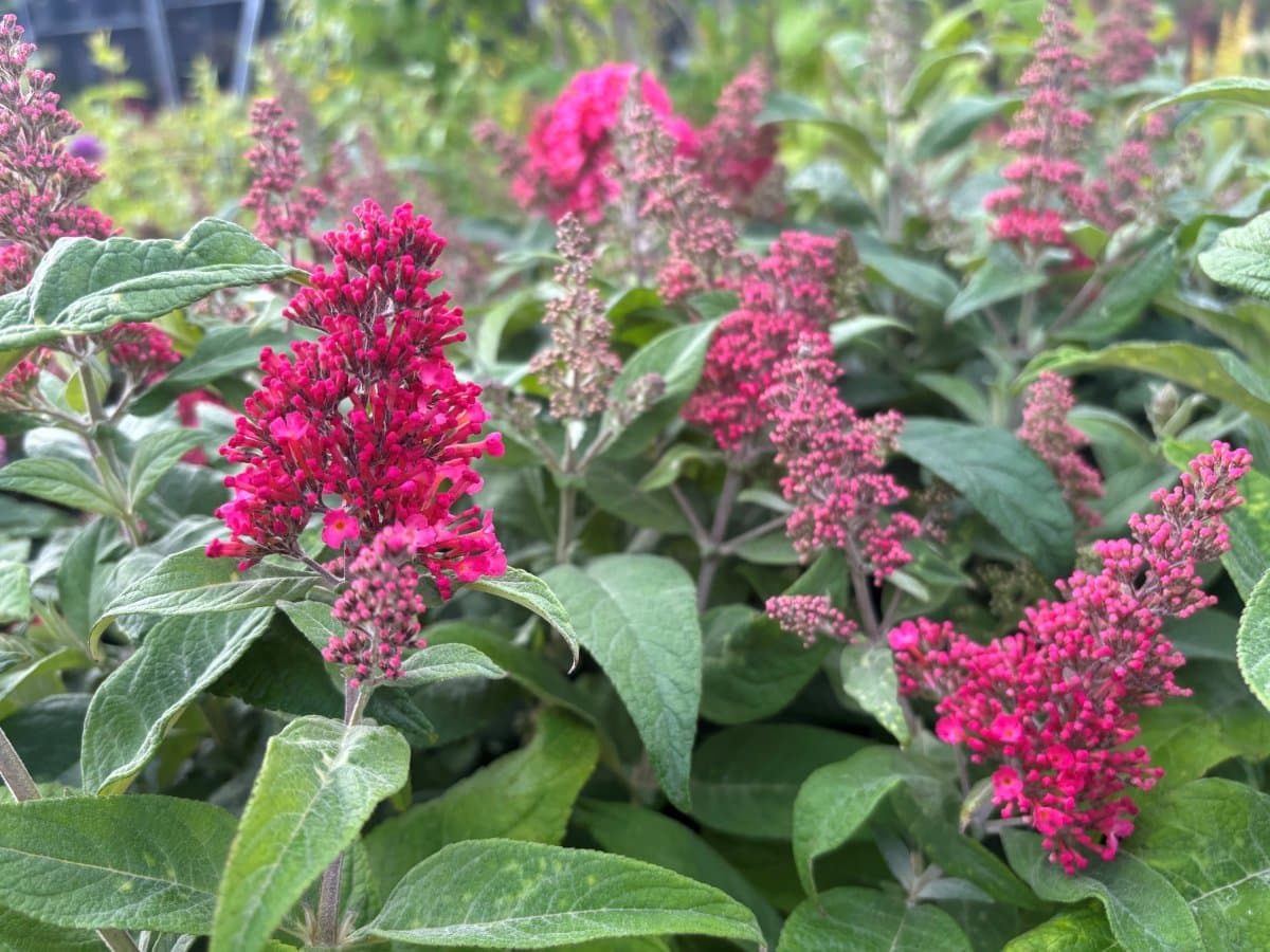 Dvärgbuddleja, Fjärilsbuske - Buddleja davidii Butterfly Candy ® Little Bubblegum