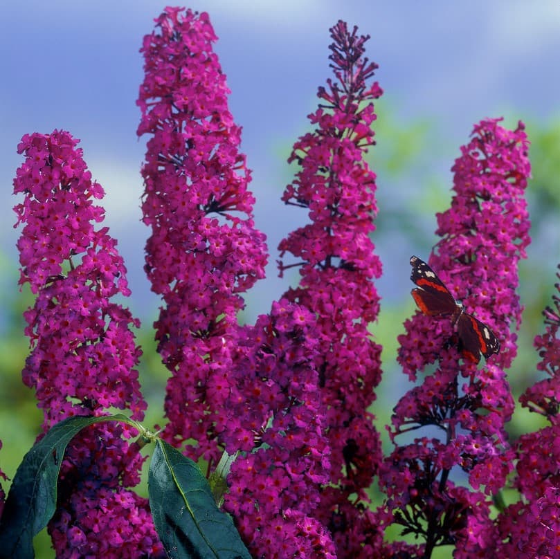 Syrénbuddleja, Fjärilsbuske - Buddleja davidii Royal Red (Storlek: busk C5)