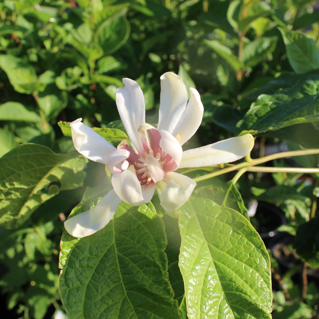 Kryddbuske - Calycanthus x raulstonii Venus (Storlek: 50-60 C6)