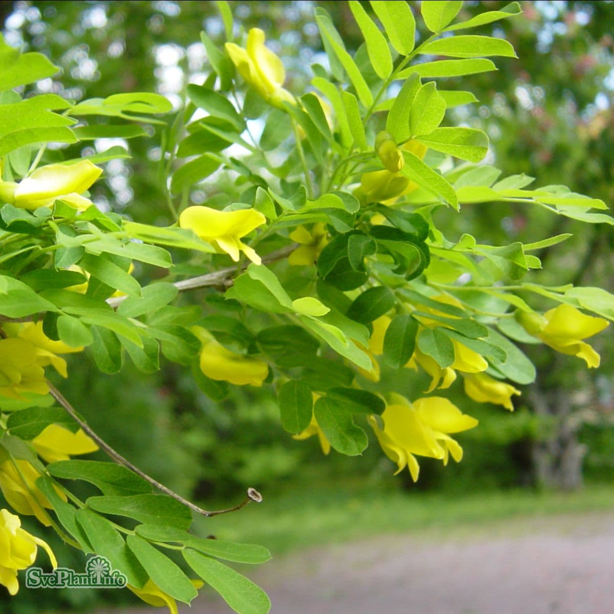 Häckkaragan / Sibirisk Ärtbuske 10-pack - Caragana arborescens (Storlek: 40-65 barrot) view 2